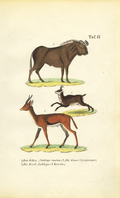 Africká divoká příroda od J. W. Tenhaeff