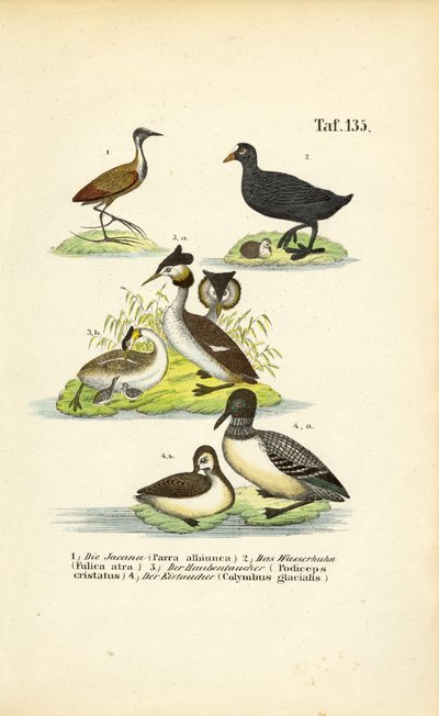 Vodní ptáci s žakanou, lyskou obecnou, čolkem velkým a lyskou obecnou od J. W. Tenhaeff
