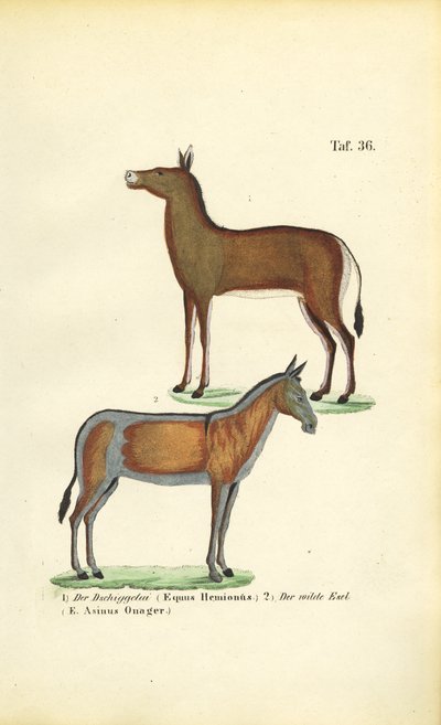 Asijští divocí koně: Dziggetai a Onager od J. W. Tenhaeff