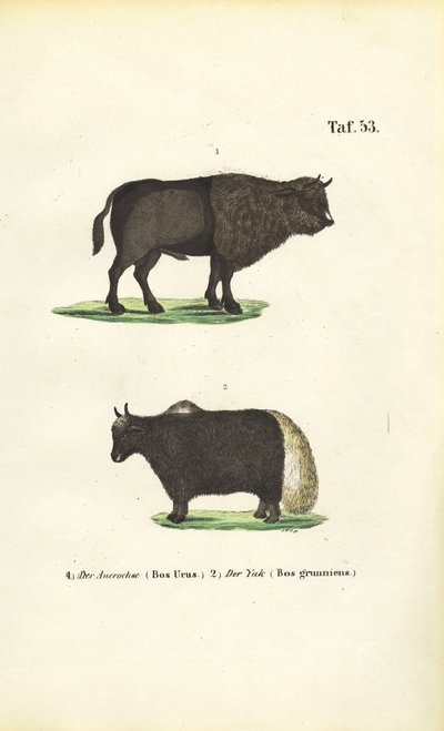 Zubři a jaci od J. W. Tenhaeff