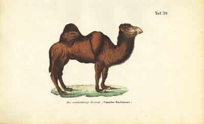 Velbloud baktrijský od J. W. Tenhaeff