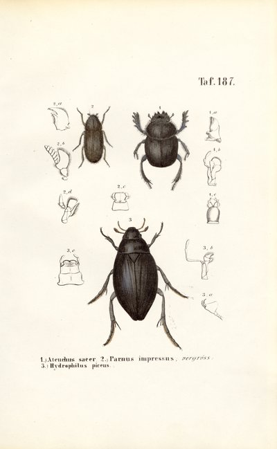 Brouci čeledí Scarabaeidae a Hydrophilidae s anatomickými údaji od J. W. Tenhaeff