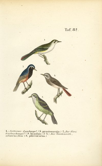 Pěnice Bonelliho a červenka obecná od J. W. Tenhaeff