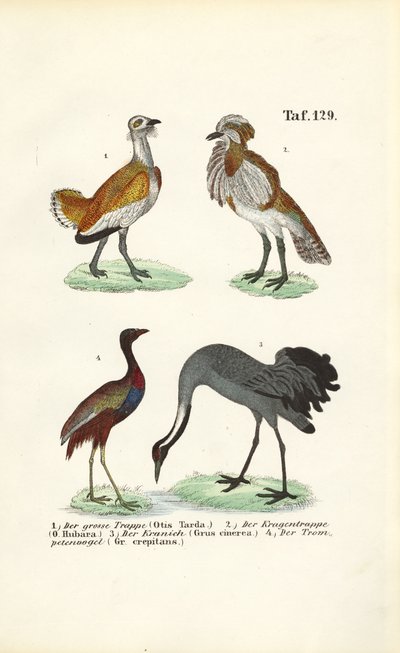 Dropi a jeřábi od J. W. Tenhaeff