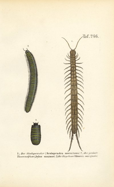 Stonožky, mnohonožky a svilušky od J. W. Tenhaeff
