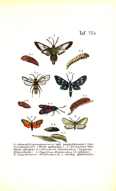 Křidélka a další druhy můr s jejich vývojovými stádii od J. W. Tenhaeff