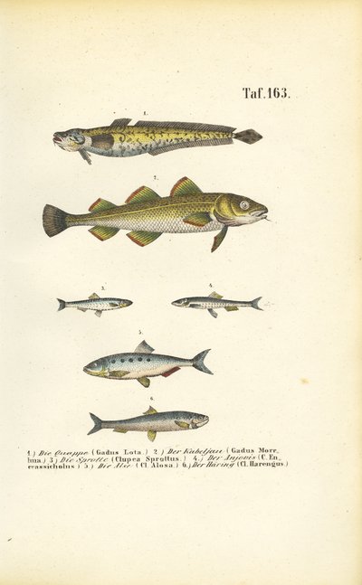 Komerční ryby z čeledi treskovitých a sleďovitých od J. W. Tenhaeff