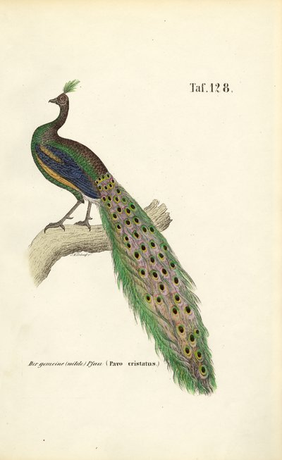 Peafowl obecný od J. W. Tenhaeff
