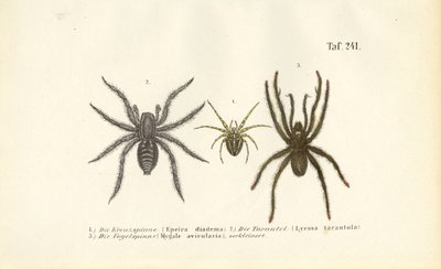 Nebezpečné druhy pavouků od J. W. Tenhaeff