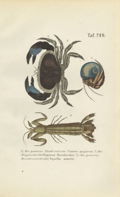 Různé druhy mořských korýšů od J. W. Tenhaeff