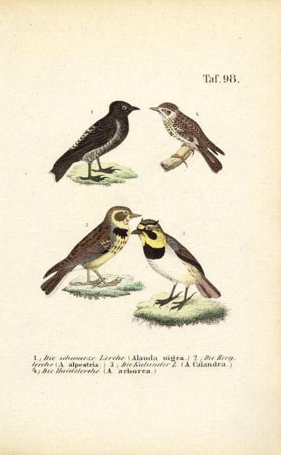 Různé druhy skřivanů od J. W. Tenhaeff