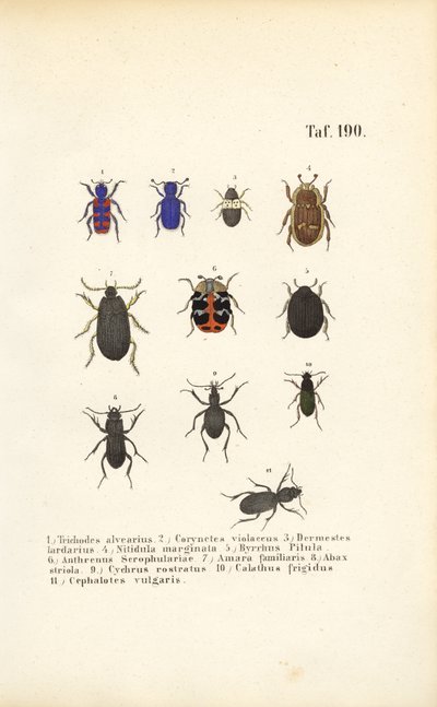 Rozmanitost evropských druhů brouků od J. W. Tenhaeff