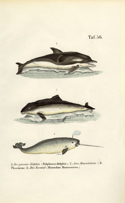 Delfíni a narvalové od J. W. Tenhaeff