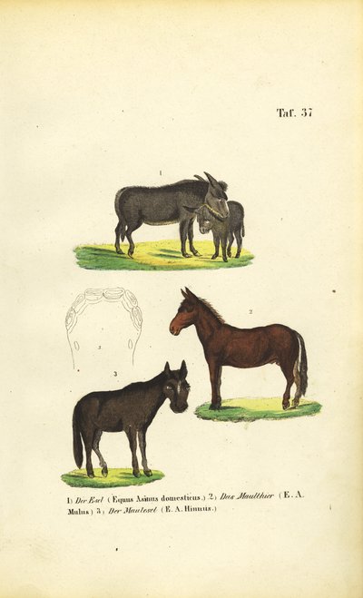 Domácí osel, mula a hříbě od J. W. Tenhaeff