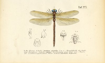 Vážky s ústy a larvami od J. W. Tenhaeff