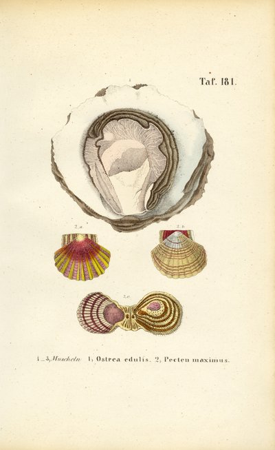 Jedlé ústřice a hřebenatky od J. W. Tenhaeff