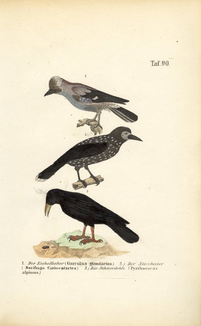 sojka obecná, strakapoud bělohřbetý a čížek alpský od J. W. Tenhaeff