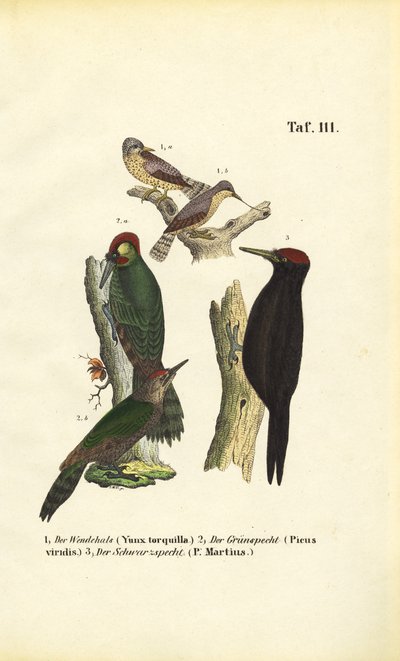 Křivka obecná, datel černý a datel černý od J. W. Tenhaeff