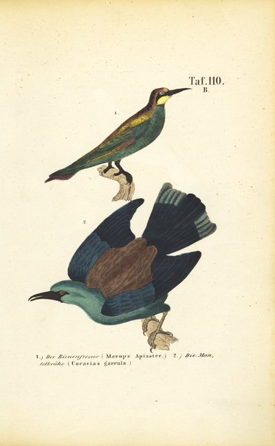 včelojed lesní a včelojed lesní od J. W. Tenhaeff