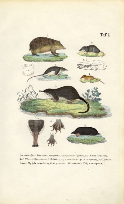 Evropští hmyzožravci: Ježek, rejsek a krtek od J. W. Tenhaeff