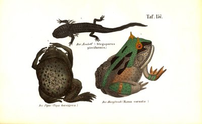 Exotičtí obojživelníci s charakteristickými znaky od J. W. Tenhaeff