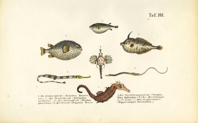 Exotické mořské ryby a mořský koník od J. W. Tenhaeff