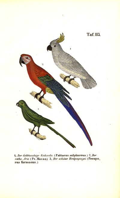 Exotické druhy papoušků od J. W. Tenhaeff