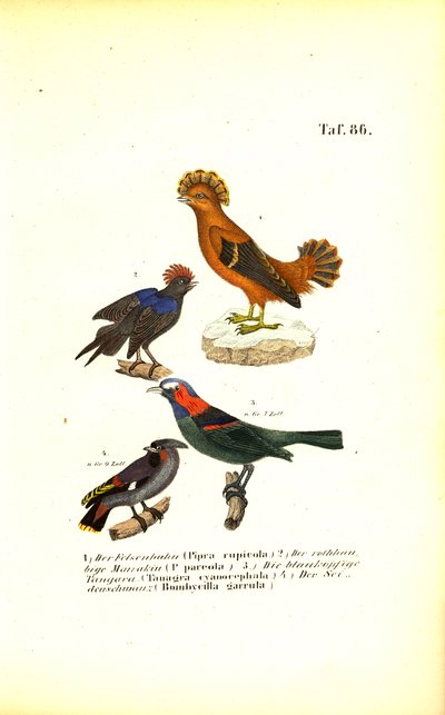 Exotičtí zpěvní ptáci z Jižní Ameriky od J. W. Tenhaeff