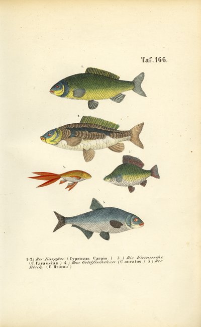 Sladkovodní ryby z čeledi kaprovitých od J. W. Tenhaeff