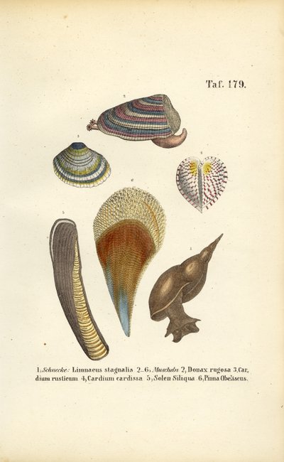 Sladkovodní plži a mořští mlži od J. W. Tenhaeff