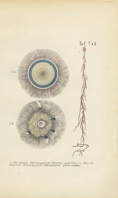 Obří modrý knoflík a červená kořenová medúza od J. W. Tenhaeff