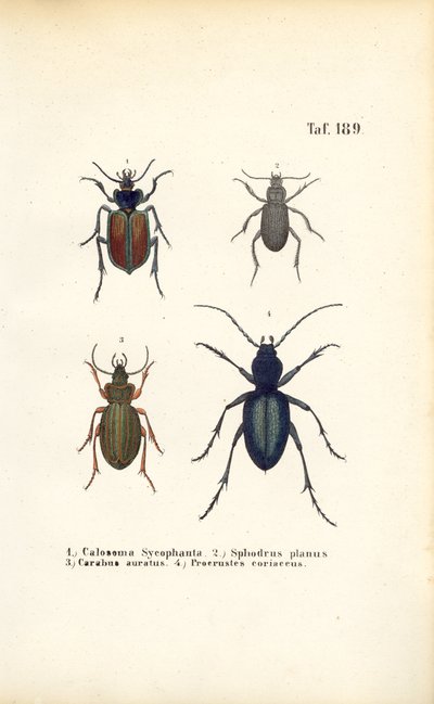 Pozemní brouci čeledí Carabidae a Platyninae od J. W. Tenhaeff