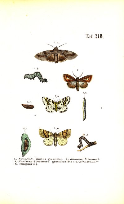 Škodlivé můry a jejich vývojová stádia od J. W. Tenhaeff