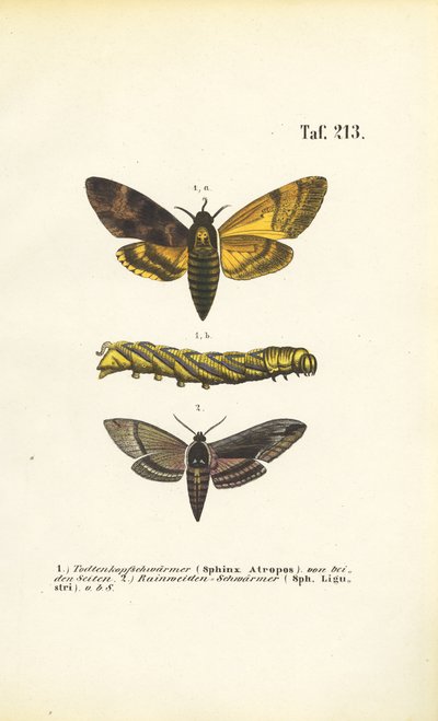 Jestřábí můry z čeledi Sphingidae od J. W. Tenhaeff