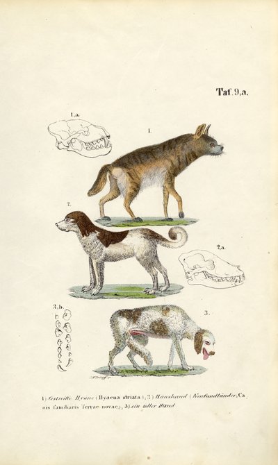 Hyena, pes domácí a starý pes s ilustracemi lebek od J. W. Tenhaeff