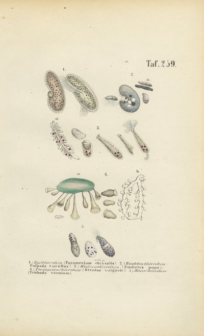 Infusoria: Paramecium, Stentor a další řasnatky od J. W. Tenhaeff