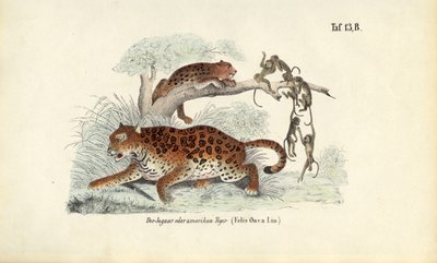 Jaguár a opice od J. W. Tenhaeff