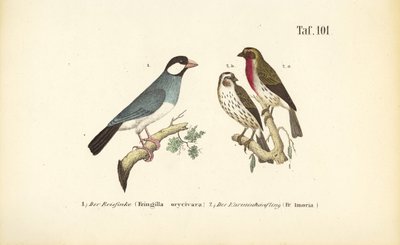 Vrabec jávský a růžohlávek obecný od J. W. Tenhaeff