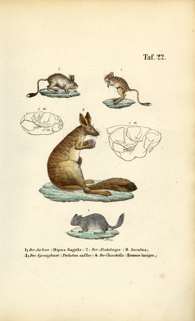 Skákající hlodavci od J. W. Tenhaeff