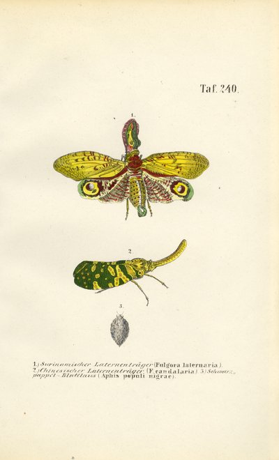 Mšice lampionová a mšice topolová černá od J. W. Tenhaeff