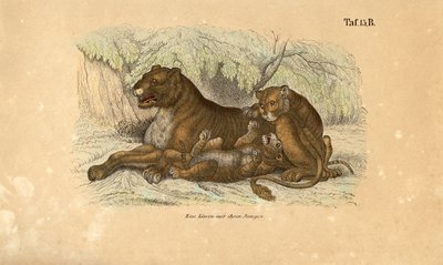 Lvice s mláďaty od J. W. Tenhaeff