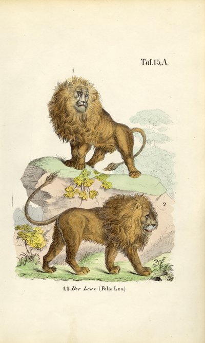 Lvi v různých pózách od J. W. Tenhaeff