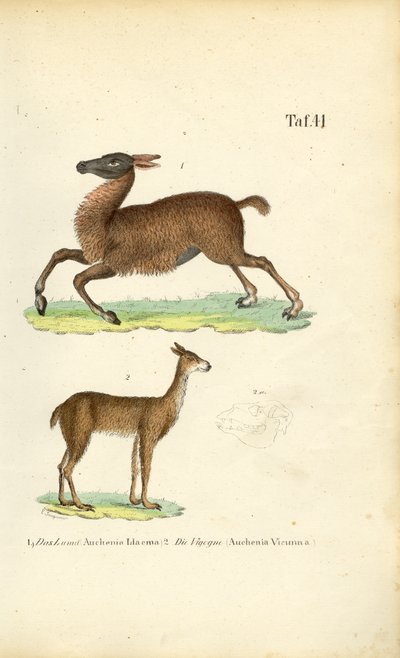 Lama a Vicuña od J. W. Tenhaeff