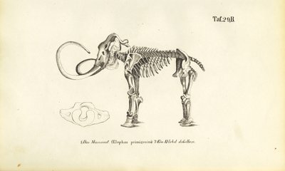 Kostra mamuta od J. W. Tenhaeff
