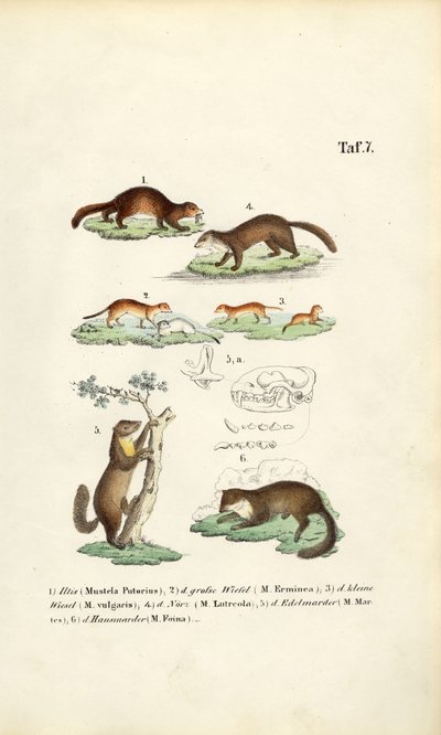 Druhy kun s ilustrací lebky od J. W. Tenhaeff