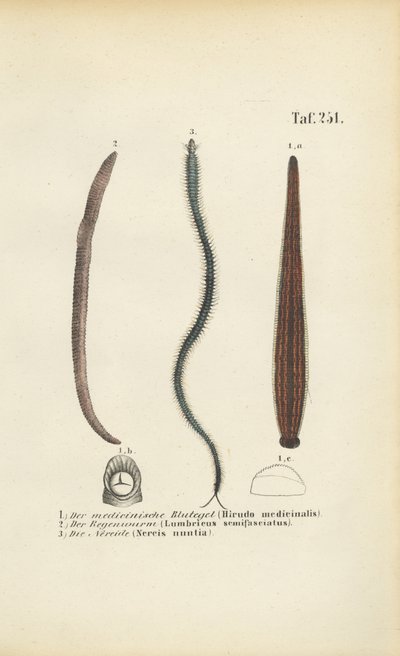 Pijavice lékařská, žížala a nereida od J. W. Tenhaeff