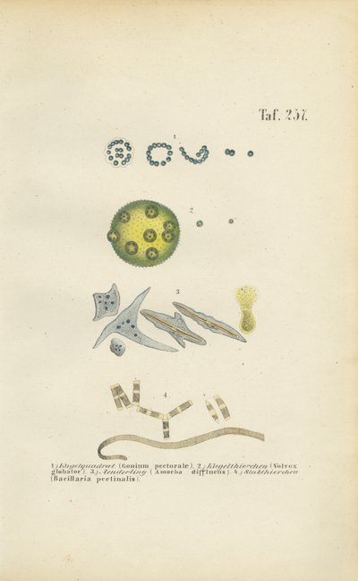 Mikroorganismy: Gonium, Volvox a další jednobuněčné organismy od J. W. Tenhaeff