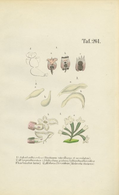 Mikroskopické rotify: Brachionus, Ichthyidium, Chaetonotus a Melicerta. od J. W. Tenhaeff