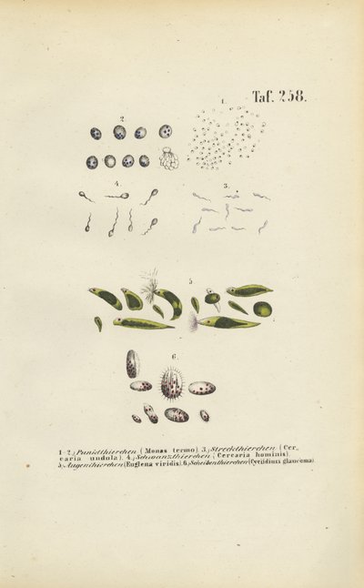 Mikroskopické jednobuněčné organismy: a paraziti: monády, cerkárie a parazité od J. W. Tenhaeff