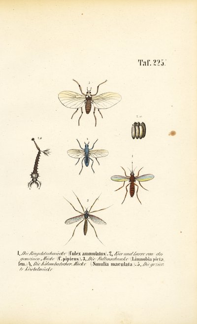 Komáři a jejich vývojová stádia od J. W. Tenhaeff
